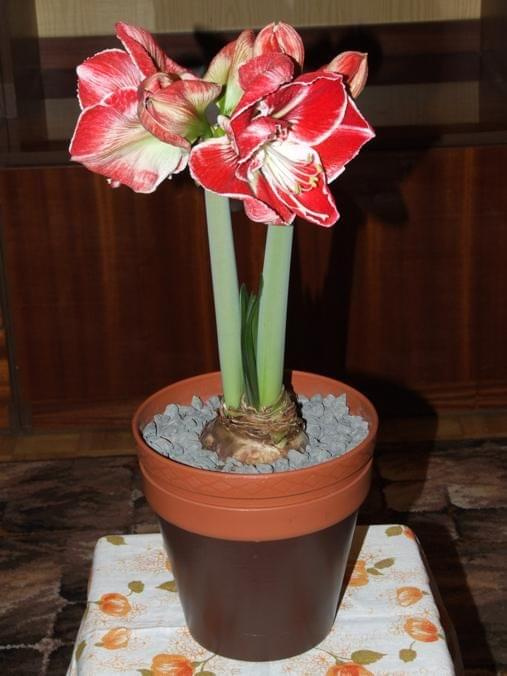 odmiana 'Samba' - 3 marca 2009 #amarylis #Hippeastrum #hydroponika #Samba