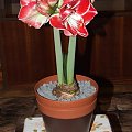 odmiana 'Samba' - 3 marca 2009 #amarylis #Hippeastrum #hydroponika #Samba