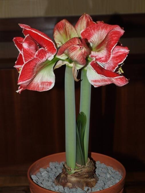 odmiana 'Samba' - 3 marca 2009 #amarylis #Hippeastrum #hydroponika #Samba