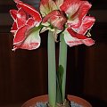 odmiana 'Samba' - 3 marca 2009 #amarylis #Hippeastrum #hydroponika #Samba