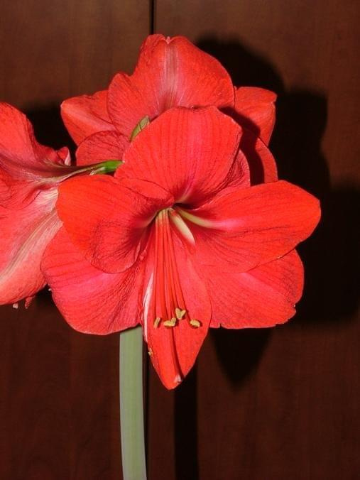 odmiana 'Hercules' - 3 marca 2009 #amarylis #Hippeastrum #hydroponika #Hercules