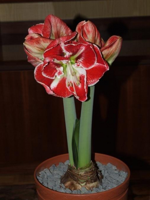 odmiana 'Samba' - 3 marca 2009 #amarylis #Hippeastrum #hydroponika #Samba