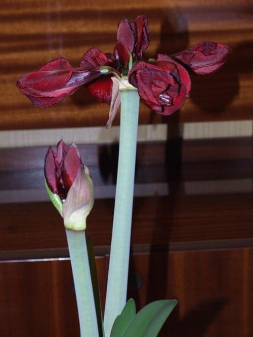 odmiana 'Benfica' - 3 marca 2009 #amarylis #Hippeastrum #hydroponika #Benfica