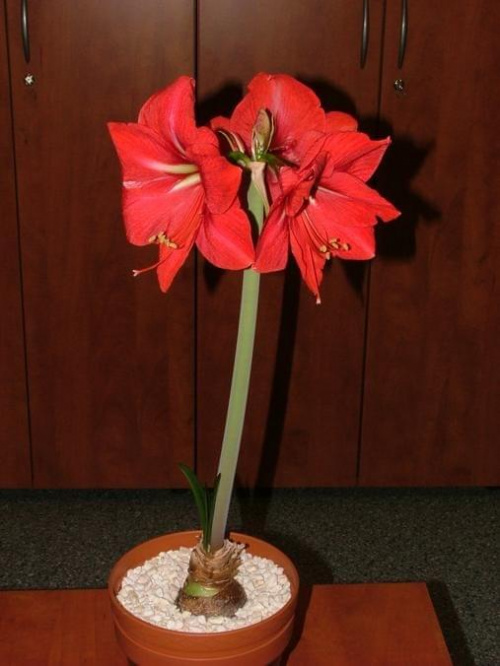 odmiana 'Hercules' - 3 marca 2009 #amarylis #Hippeastrum #hydroponika #Hercules