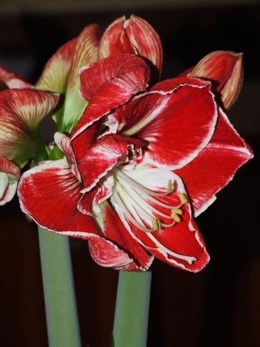 odmiana 'Samba' - 3 marca 2009 #amarylis #Hippeastrum #hydroponika #Samba