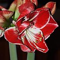 odmiana 'Samba' - 3 marca 2009 #amarylis #Hippeastrum #hydroponika #Samba