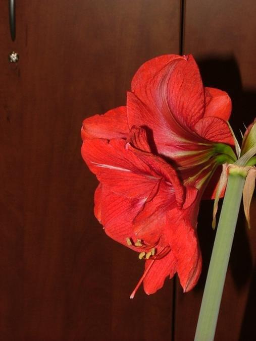 odmiana 'Hercules' - 3 marca 2009 #amarylis #Hippeastrum #hydroponika #Hercules