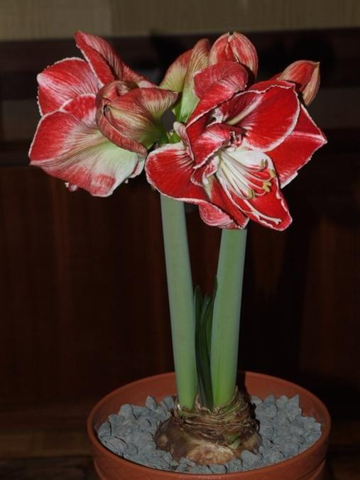 odmiana 'Samba' - 3 marca 2009 #amarylis #Hippeastrum #hydroponika #Samba