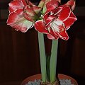 odmiana 'Samba' - 3 marca 2009 #amarylis #Hippeastrum #hydroponika #Samba