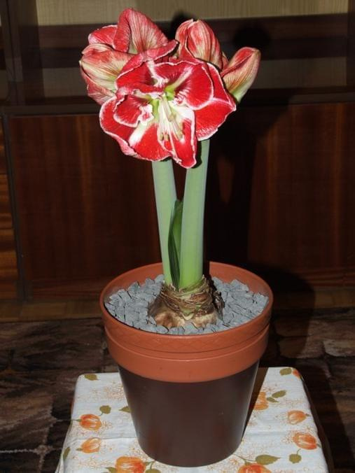 odmiana 'Samba' - 3 marca 2009 #amarylis #Hippeastrum #hydroponika #Samba