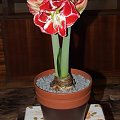 odmiana 'Samba' - 3 marca 2009 #amarylis #Hippeastrum #hydroponika #Samba