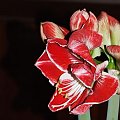 odmiana 'Samba' - 4 marca 2009 #amarylis #Hippeastrum #hydroponika #Samba