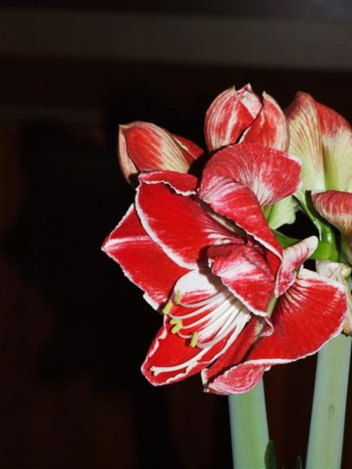 odmiana 'Samba' - 4 marca 2009 #amarylis #Hippeastrum #hydroponika #Samba