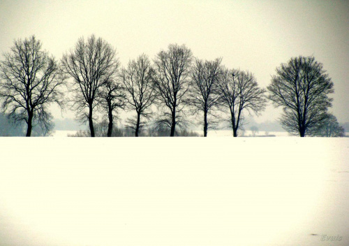 Zimą...najbardziej kocham drzewa, takie gołe, surowe,bez liści.......są piękne! #zima #drzewa #widok #krajobraz