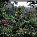 Trebah Garden nr Falmouth Cornwall #palmy #drzewa #widok