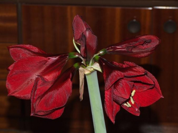 odmiana 'Benfica' - 4 marca 2009 #amarylis #Hippeastrum #hydroponika #Benfica