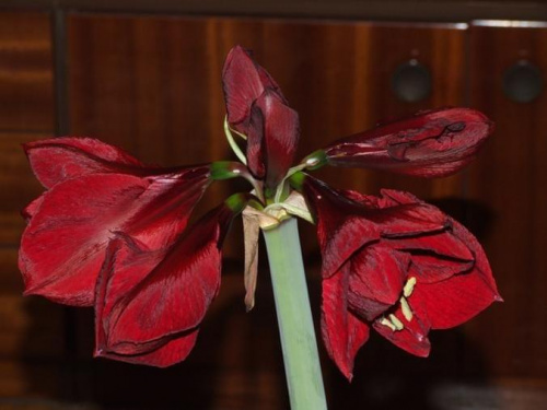 odmiana 'Benfica' - 4 marca 2009 #amarylis #Hippeastrum #hydroponika #Benfica