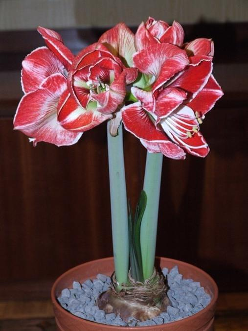 odmiana 'Samba' - 4 marca 2009 #amarylis #Hippeastrum #hydroponika #Samba