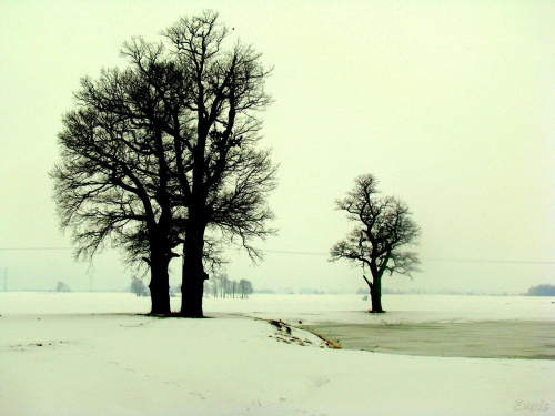 Zimą...najbardziej kocham drzewa, takie gołe,surowe, bez liści.......są piękne! #zima #drzewa #widok #krajobraz