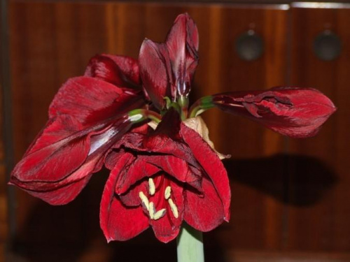 odmiana 'Benfica' - 4 marca 2009 #amarylis #Hippeastrum #hydroponika #Benfica