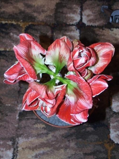 odmiana 'Samba' - 4 marca 2009 #amarylis #Hippeastrum #hydroponika #Samba