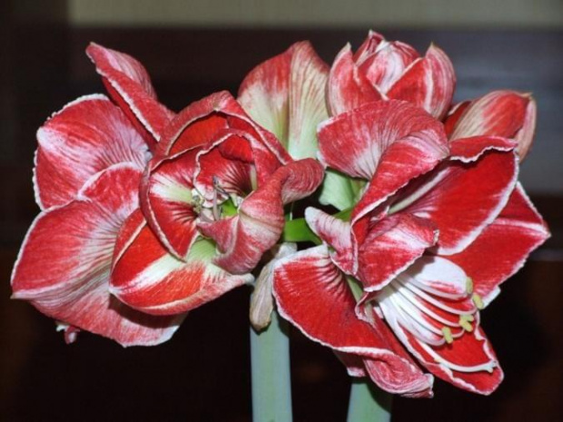 odmiana 'Samba' - 4 marca 2009 #amarylis #Hippeastrum #hydroponika #Samba