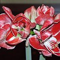 odmiana 'Samba' - 4 marca 2009 #amarylis #Hippeastrum #hydroponika #Samba