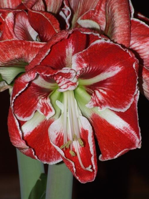 odmiana 'Samba' - 5 marca 2009 #amarylis #Hippeastrum #hydroponika #Samba