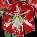 odmiana 'Samba' - 5 marca 2009 #amarylis #Hippeastrum #hydroponika #Samba