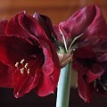 odmiana 'Benfica' - 5 marca 2009 (pęd ścięty w celu ochrony słabo ukorzenionej cebuli z drugim pędem) #amarylis #Hippeastrum #hydroponika #Benfica