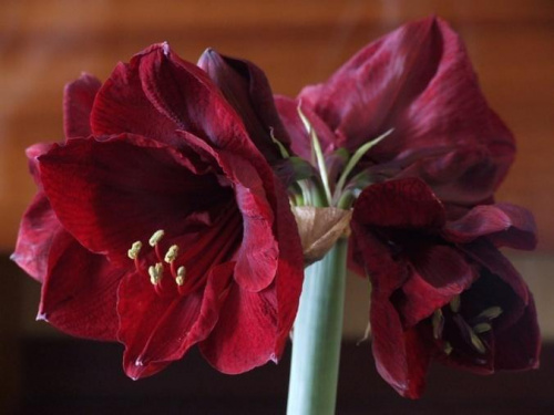 odmiana 'Benfica' - 5 marca 2009 (pęd ścięty w celu ochrony słabo ukorzenionej cebuli z drugim pędem) #amarylis #Hippeastrum #hydroponika #Benfica