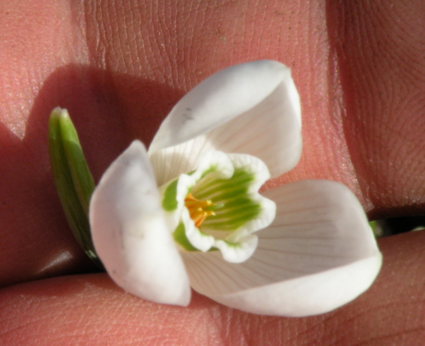 Galanthus alpinum ? (Eleonory z Berlina)