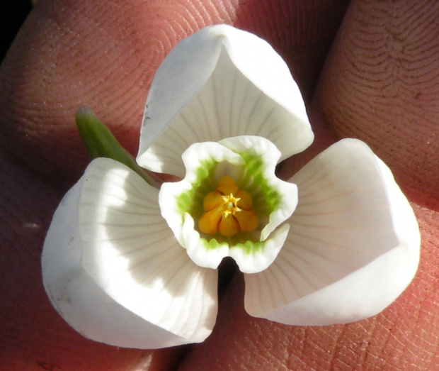 Galanthus alpinum ? (Eleonory z Berlina)
