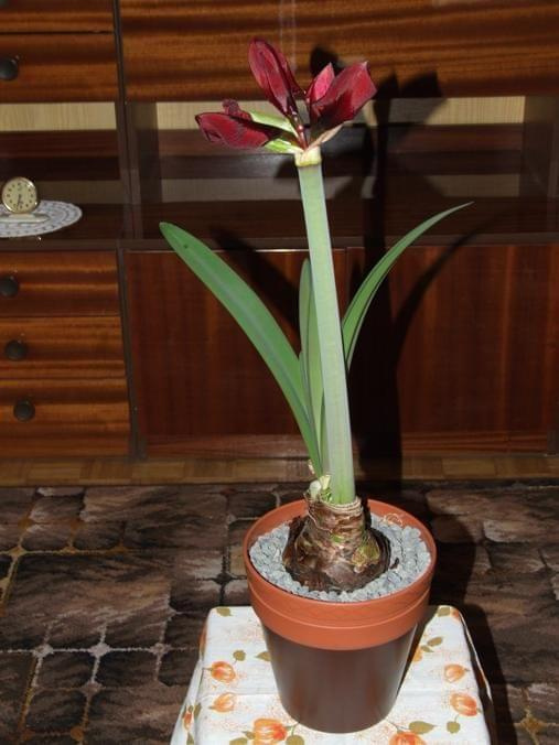 odmiana 'Benfica' - 5 marca 2009 #amarylis #Hippeastrum #hydroponika #Benfica