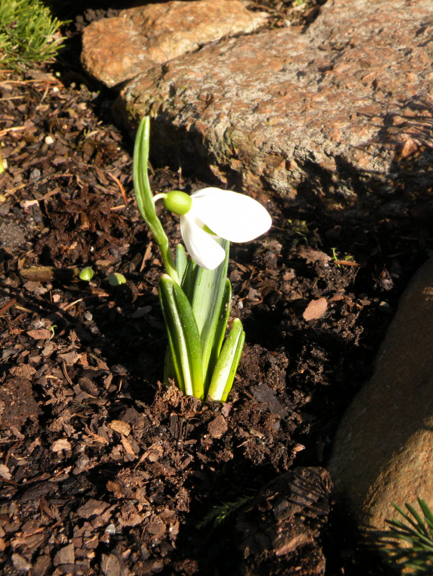 Galanthus alpinum ? (Eleonory z Berlina)