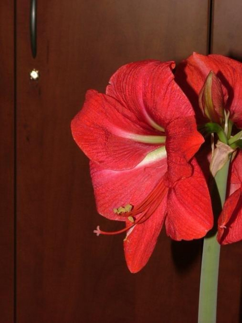 odmiana 'Hercules' - 5 marca 2009 #amarylis #Hippeastrum #hydroponika #Hercules