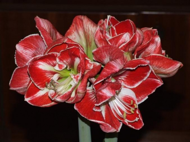 odmiana 'Samba' - 5 marca 2009 #amarylis #Hippeastrum #hydroponika #Samba