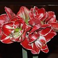 odmiana 'Samba' - 5 marca 2009 #amarylis #Hippeastrum #hydroponika #Samba