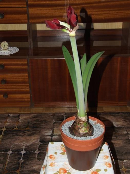 odmiana 'Benfica' - 5 marca 2009 #amarylis #Hippeastrum #hydroponika #Benfica