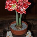 odmiana 'Samba' - 5 marca 2009 #amarylis #Hippeastrum #hydroponika #Samba