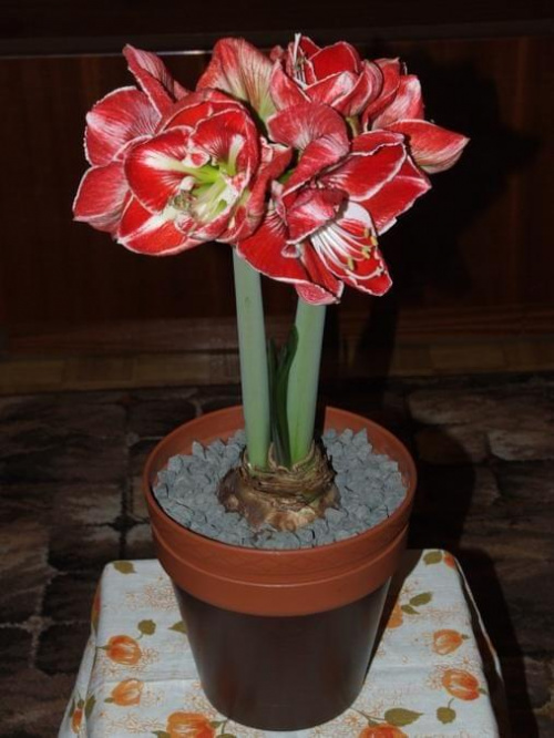 odmiana 'Samba' - 5 marca 2009 #amarylis #Hippeastrum #hydroponika #Samba