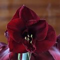 odmiana 'Benfica' - 5 marca 2009 (pęd ścięty w celu ochrony słabo ukorzenionej cebuli z drugim pędem) #amarylis #Hippeastrum #hydroponika #Benfica