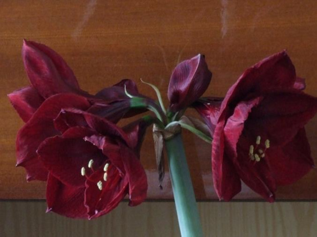 odmiana 'Benfica' - 5 marca 2009 (pęd ścięty w celu ochrony słabo ukorzenionej cebuli z drugim pędem) #amarylis #Hippeastrum #hydroponika #Benfica