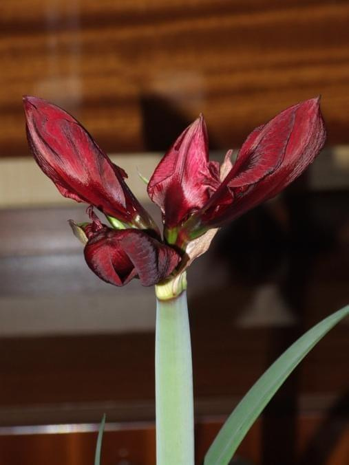 odmiana 'Benfica' - 5 marca 2009 #amarylis #Hippeastrum #hydroponika #Benfica