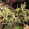 Abies pinsapo 'Aurea'