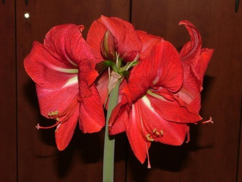 odmiana 'Hercules' - 5 marca 2009 #amarylis #Hippeastrum #hydroponika #Hercules