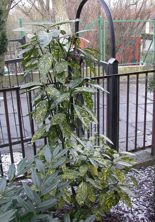 Aucuba japonica 'Crotonifolia'