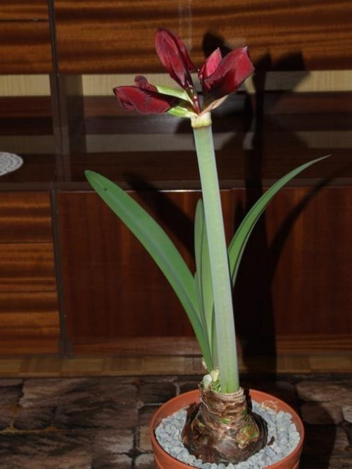 odmiana 'Benfica' - 5 marca 2009 #amarylis #Hippeastrum #hydroponika #Benfica