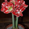 odmiana 'Samba' - 5 marca 2009 #amarylis #Hippeastrum #hydroponika #Samba