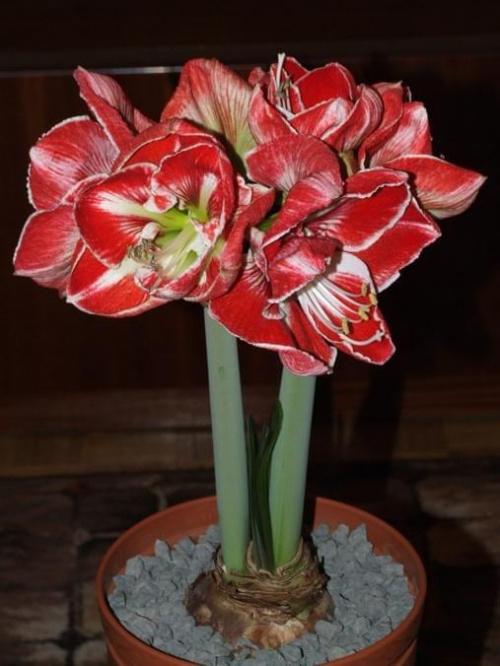 odmiana 'Samba' - 5 marca 2009 #amarylis #Hippeastrum #hydroponika #Samba